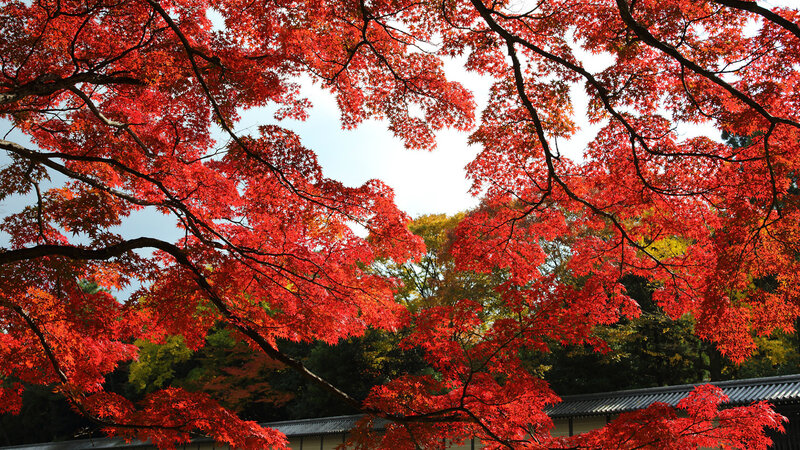 Red Maple Leaves — Serene, Autumn, Photograph, Tree Branches, Building Roof, Sky