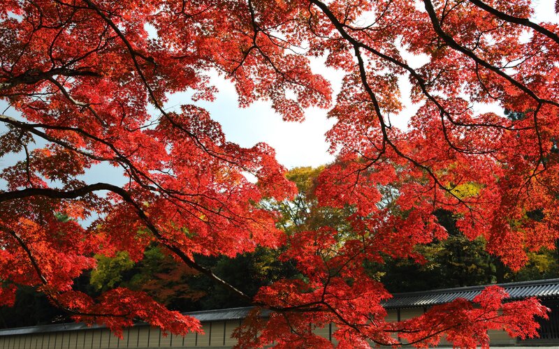Red Maple Leaves — Serene, Autumn, Photograph, Tree Branches, Building Roof
