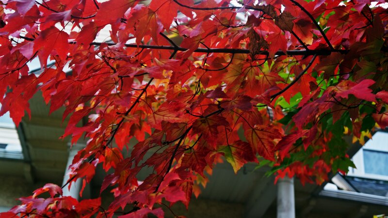 Red Maple Leaves — Serene, Autumn, Photograph, Tree Branches, Building