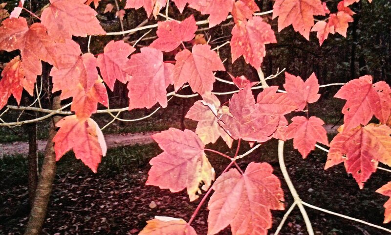 Red Maple Leaves — Serene, Autumn, Photograph, Tree Branches, Forest Floor