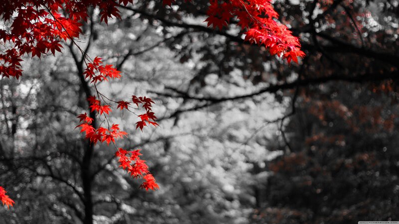 Red Maple Leaves — Serene, Autumn, Photograph, Tree Branches, Forest