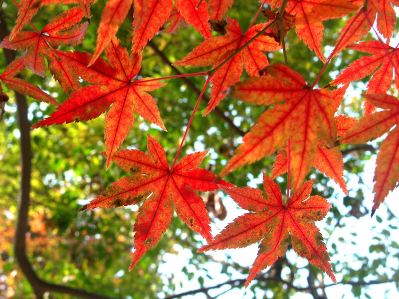 Red Maple Leaves — Serene, Autumn, Photograph, Tree Branches, Green Foliage, Orange