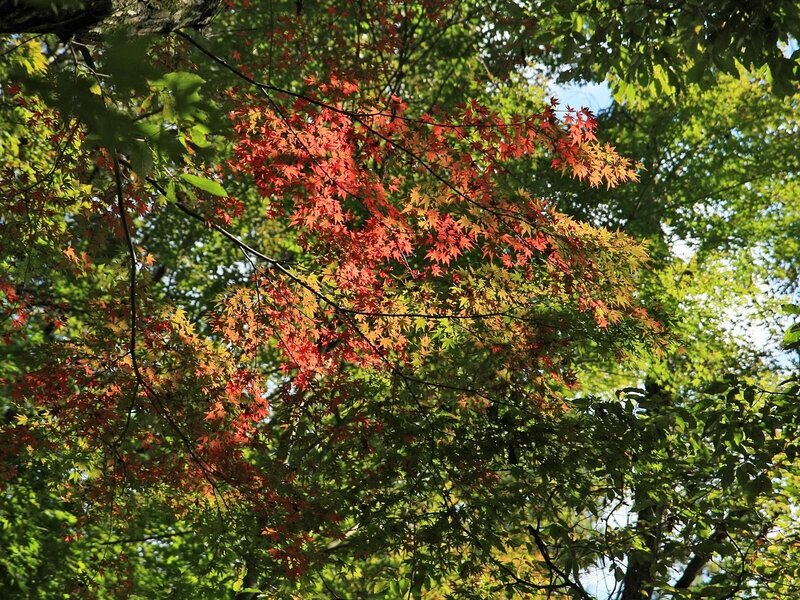 Red Maple Leaves — Serene, Autumn, Photograph, Tree Branches, Green Leaves, Sky