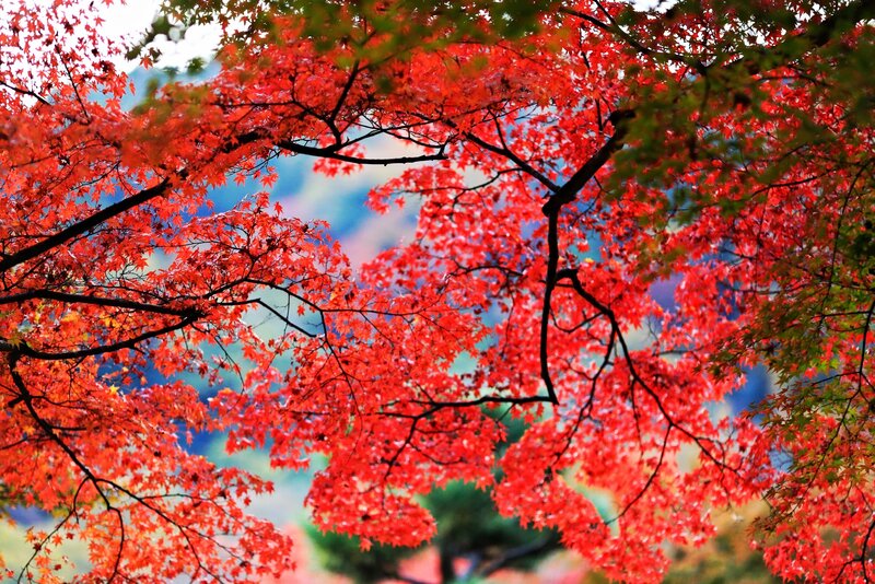 Red Maple Leaves — Serene, Autumn, Photograph, Tree Branches, Mountains