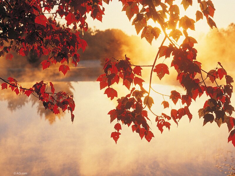 Red Maple Leaves — Serene, Autumn, Photograph, Tree Branches, River