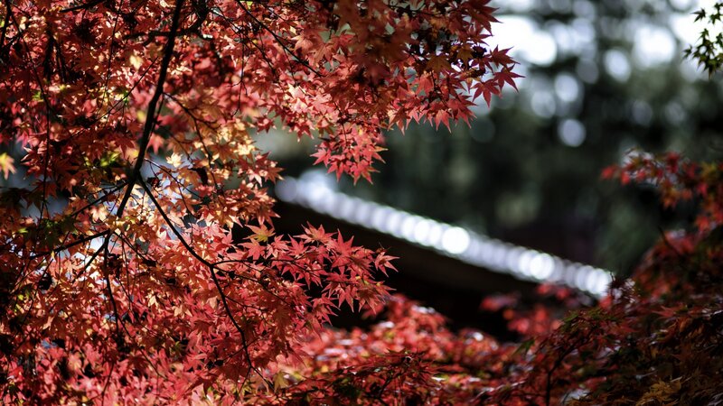 Red Maple Leaves — Serene, Autumn, Photograph, Tree Branches, Roofline