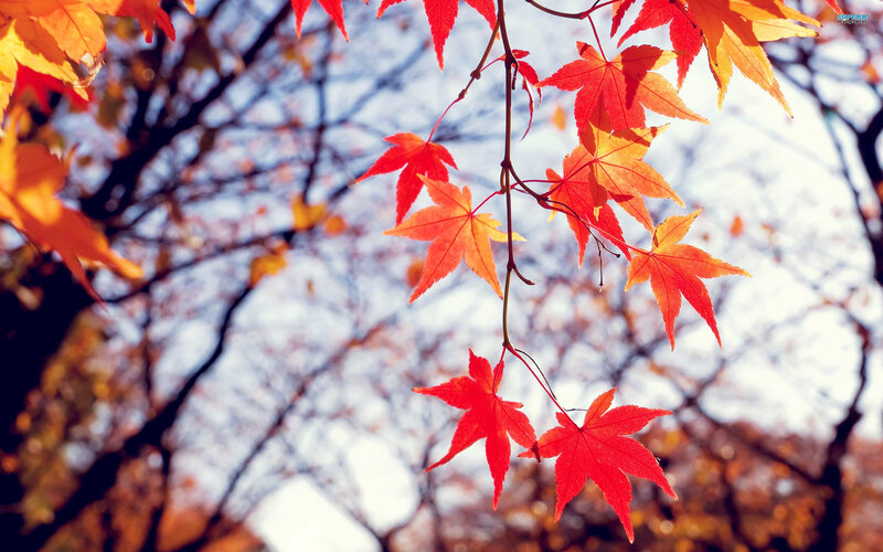 Red Maple Leaves — Serene, Autumn, Photograph, Tree Branches, Sky