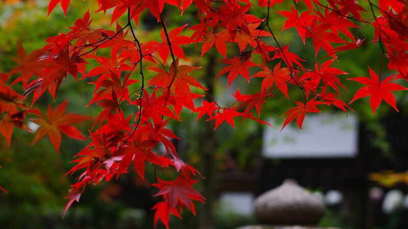 Red Maple Leaves — Serene, Autumn, Photograph, Tree Branches, Stone Lantern