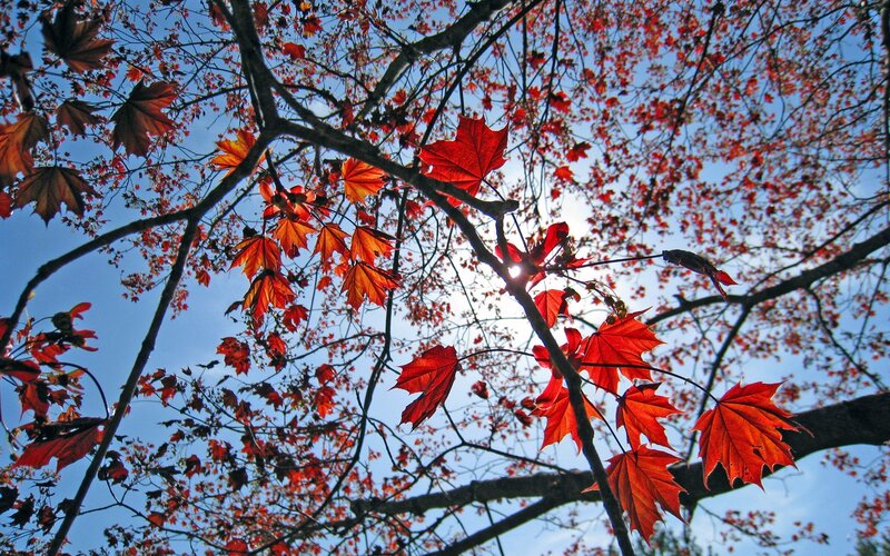 Red Maple Leaves — Serene, Autumn, Photograph, Tree Branches, Sun