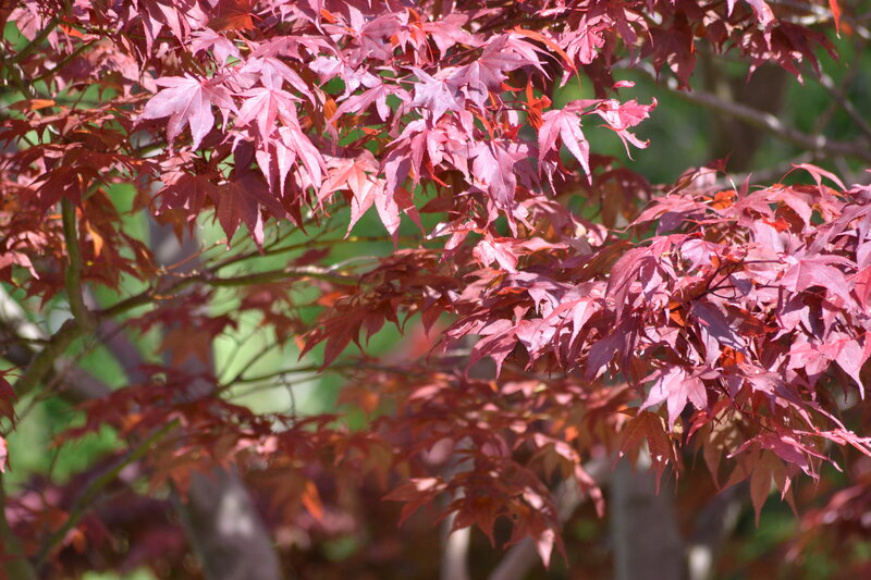 Red Maple Leaves — Serene, Autumn, Photograph, Tree Branches, Sunlight