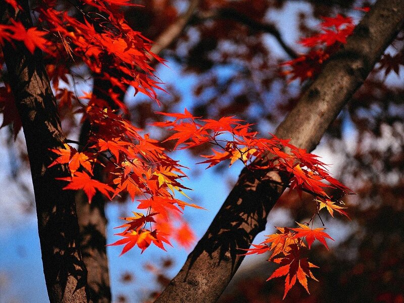 Red Maple Leaves — Serene, Autumn, Photograph, Tree Branches