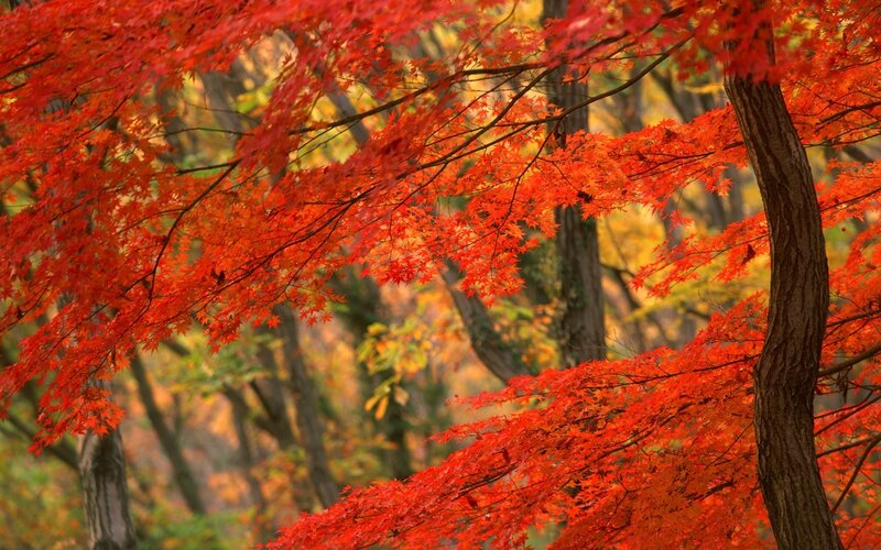 Red Maple Leaves — Serene, Autumn, Photograph, Tree, Forest, Branches