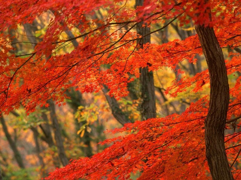 Red Maple Leaves — Serene, Autumn, Photograph, Tree, Forest
