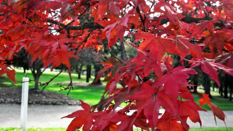 Red Maple Leaves — Serene, Autumn, Photograph, Tree, Grass, Path