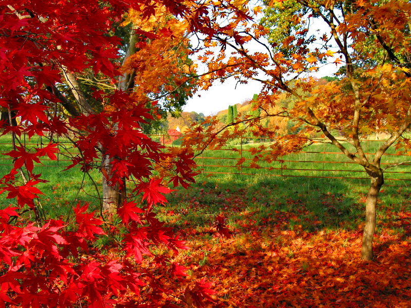 Red Maple Leaves — Serene, Autumn, Photograph, Tree, Grass