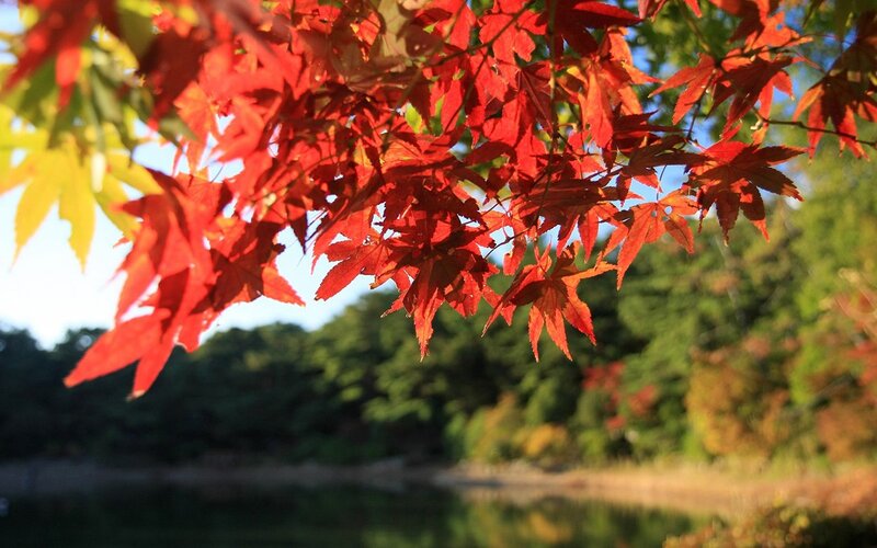 Red Maple Leaves — Serene, Autumn, Photograph, Tree, Lake
