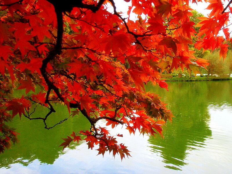 Red Maple Leaves — Serene, Autumn, Photograph, Tree, Pond, Reflection