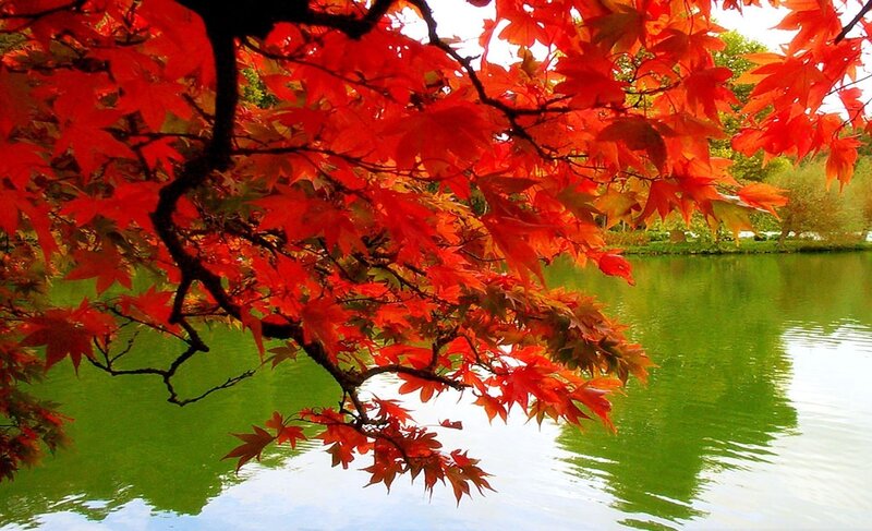 Red Maple Leaves — Serene, Autumn, Photograph, Tree, Pond