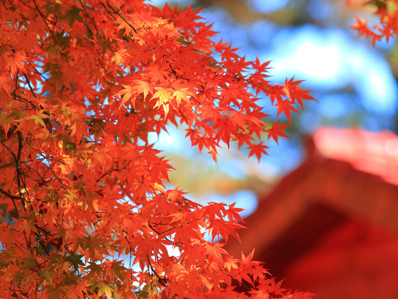 Red Maple Leaves — Serene, Autumn, Photograph, Tree, Sky, Building