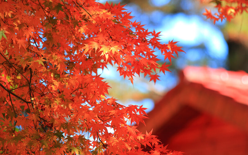 Red Maple Leaves — Serene, Autumn, Photograph, Tree, Sky