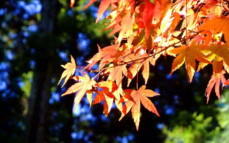 Red Maple Leaves — Serene, Autumn, Photograph, Tree, Sunlight, Sky