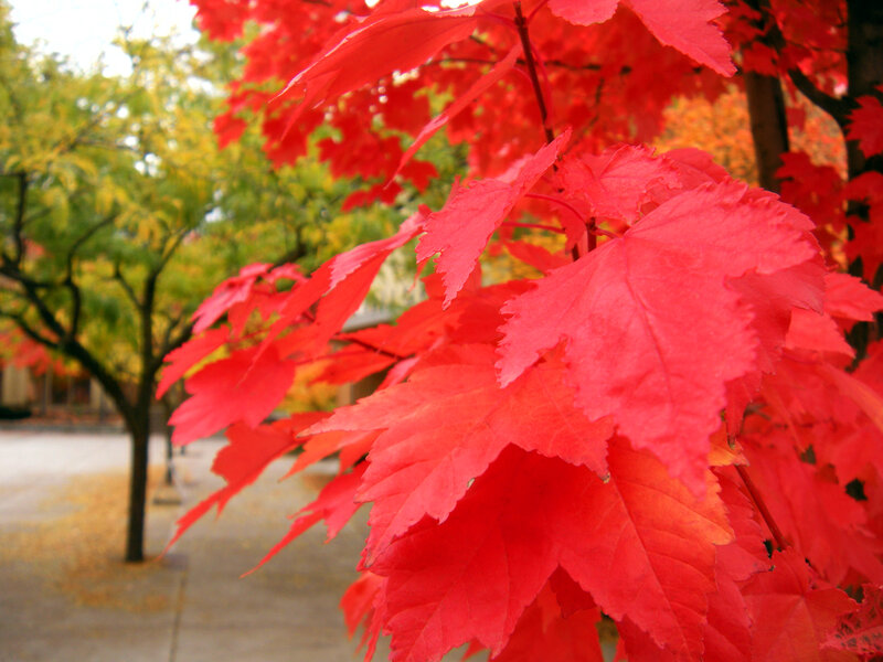 Red Maple Leaves — Serene, Autumn, Photograph, Tree