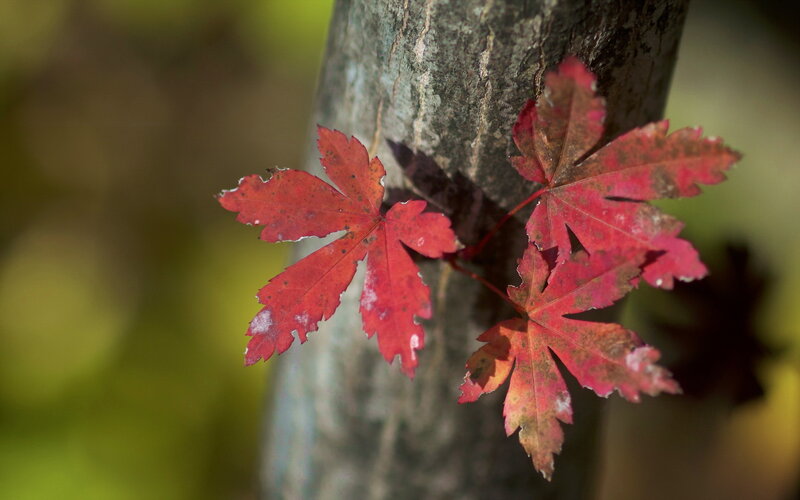 Red Maple Leaves — Serene, Autumn, Photograph, Tree Trunk, Autumn Foliage