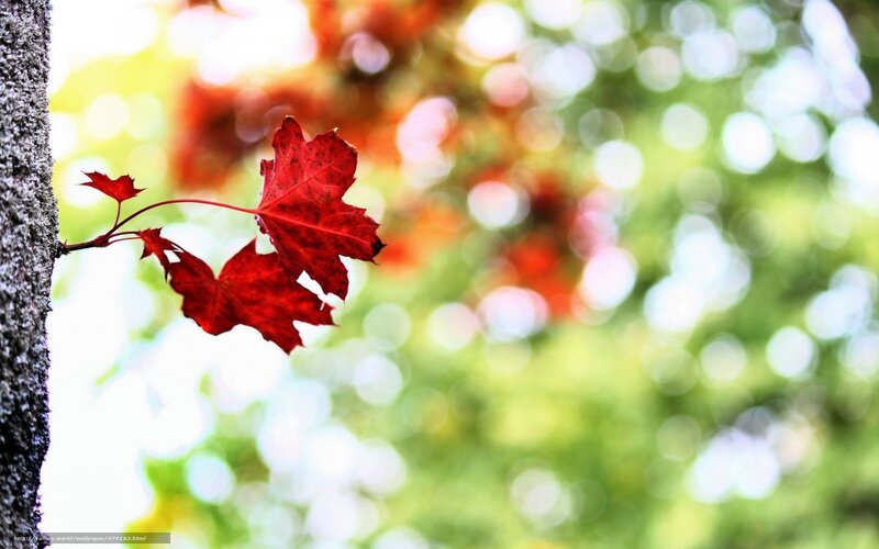 Red Maple Leaves — Serene, Autumn, Photograph, Tree Trunk, Bokeh