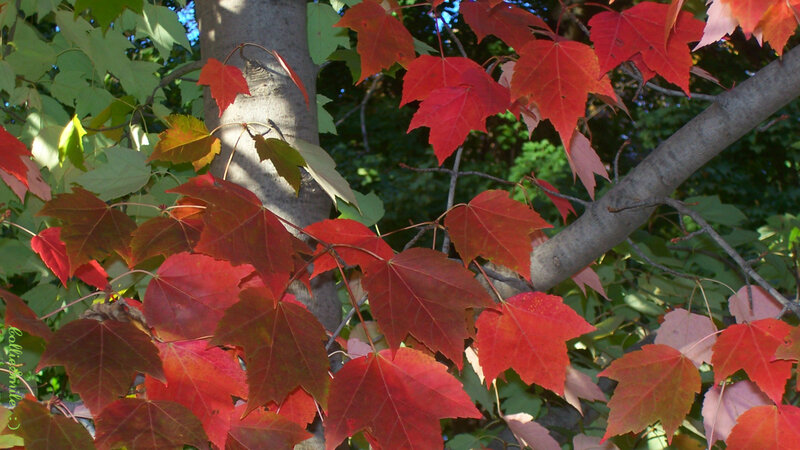 Red Maple Leaves — Serene, Autumn, Photograph, Tree Trunk, Branches, Green Leaves
