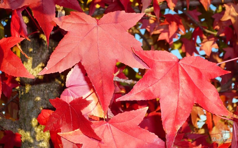 Red Maple Leaves — Serene, Autumn, Photograph, Tree Trunk, Branches, Sky, Blue