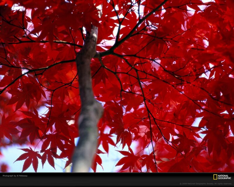 Red Maple Leaves — Serene, Autumn, Photograph, Tree Trunk, Branches, Sky