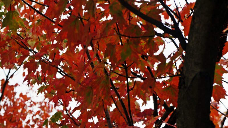 Red Maple Leaves — Serene, Autumn, Photograph, Tree Trunk, Branches