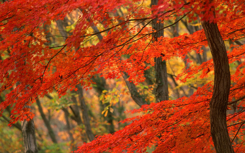 Red Maple Leaves — Serene, Autumn, Photograph, Tree Trunk, Forest, Branches