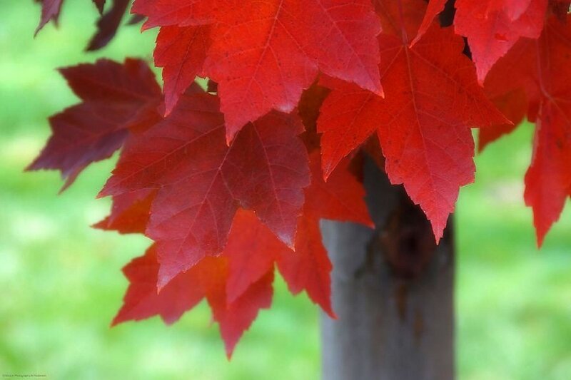 Red Maple Leaves — Serene, Autumn, Photograph, Tree Trunk, Green Background