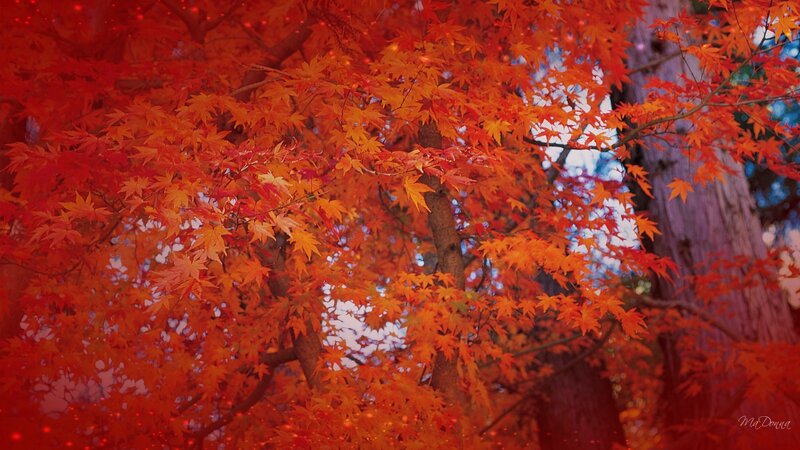 Red Maple Leaves — Serene, Autumn, Photograph, Tree Trunk, Sky
