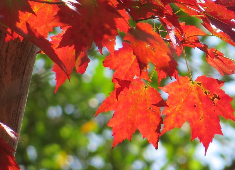 Red Maple Leaves — Serene, Autumn, Photograph, Tree Trunk, Sunlight