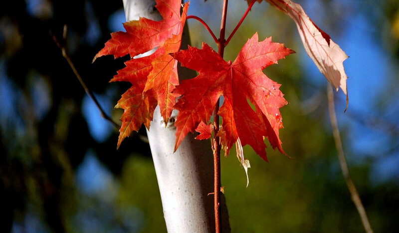 Red Maple Leaves — Serene, Autumn, Photograph, Tree Trunk