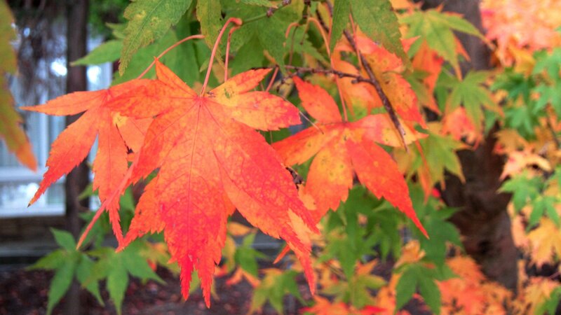Red Maple Leaves — Serene, Autumn, Photograph, Tree, Window