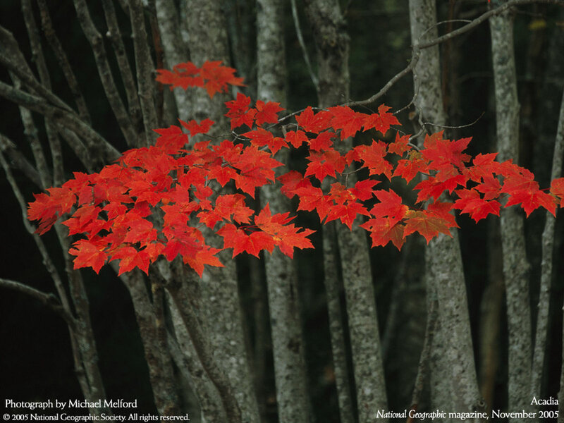 Red Maple Leaves — Serene, Autumn, Photograph, Trees, Branches