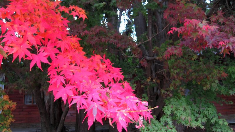 Red Maple Leaves — Serene, Autumn, Photograph, Trees, Building