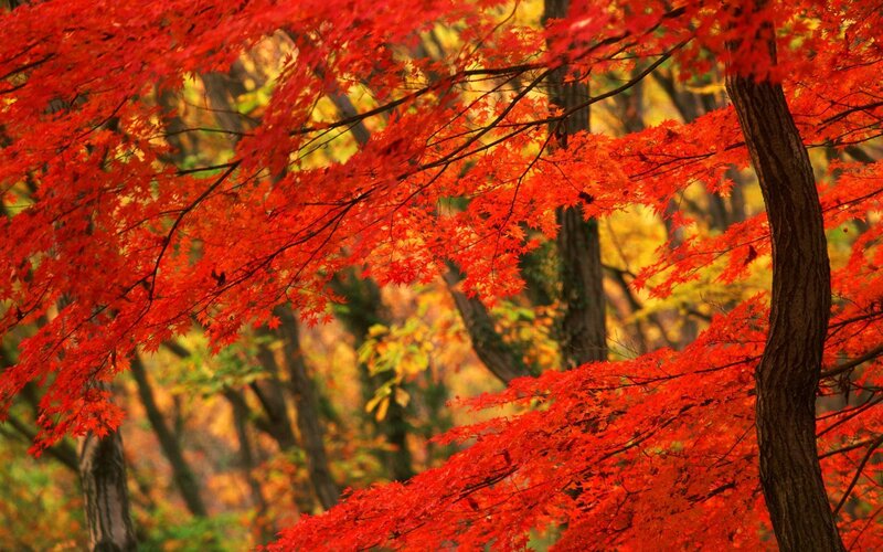 Red Maple Leaves — Serene, Autumn, Photograph, Trees, Forest, Branches