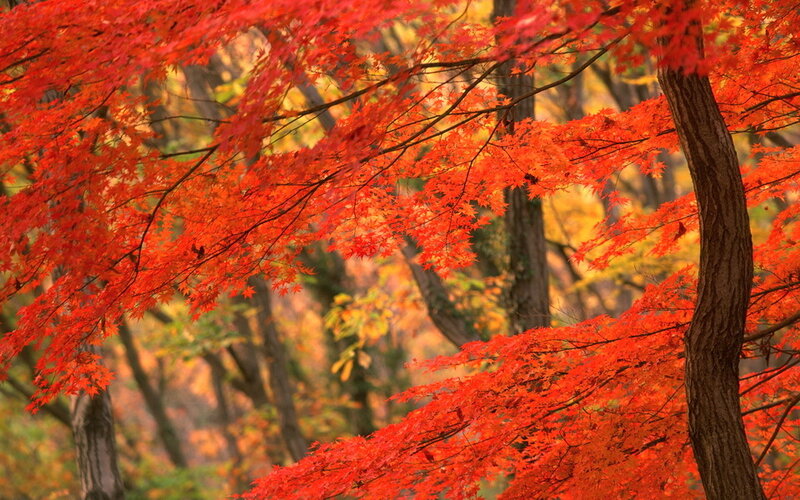 Red Maple Leaves — Serene, Autumn, Photograph, Trees, Forest