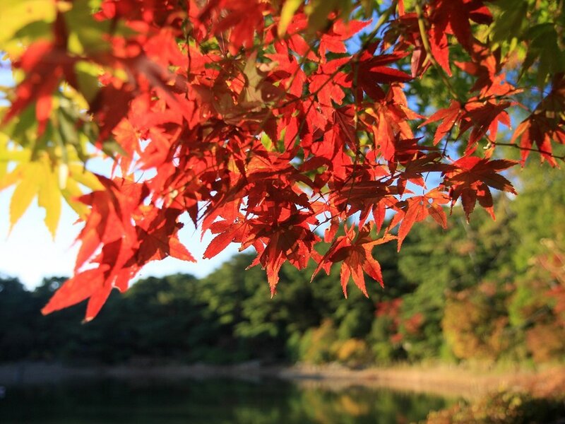 Red Maple Leaves — Serene, Autumn, Photograph, Trees, Lake, Green