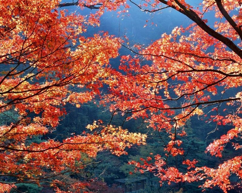 Red Maple Leaves — Serene, Autumn, Photograph, Trees, Mountain, Branches