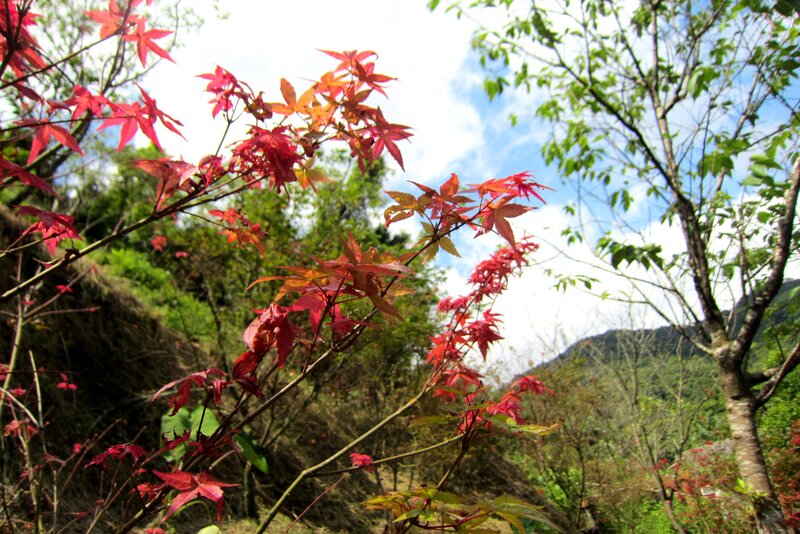 Red Maple Leaves — Serene, Autumn, Photograph, Trees, Mountain