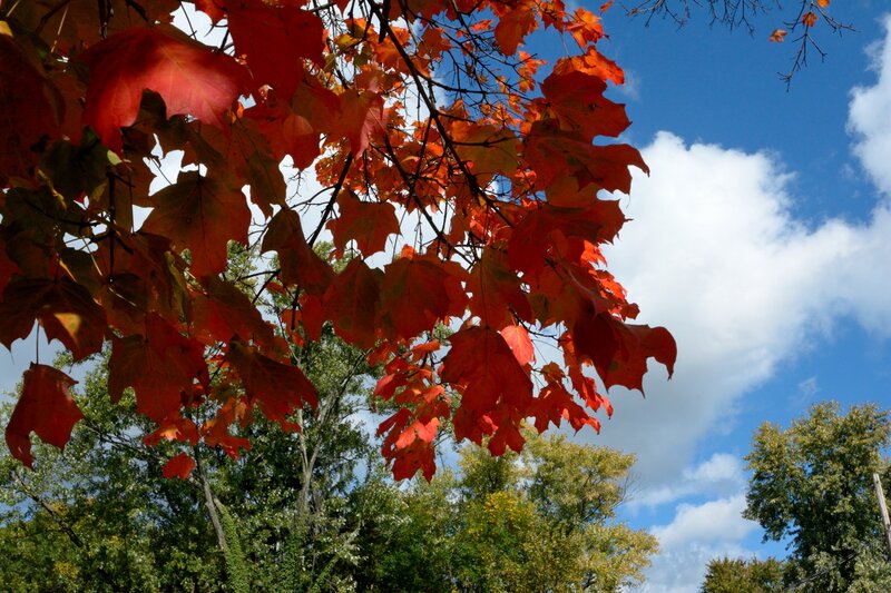 Red Maple Leaves — Serene, Autumn, Photograph, Trees, Sky