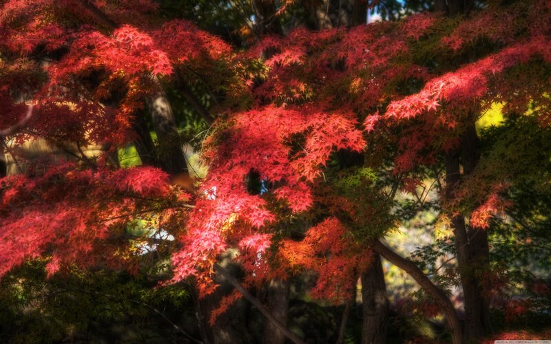 Red Maple Leaves — Serene, Autumn, Photograph, Trees, Sunlight