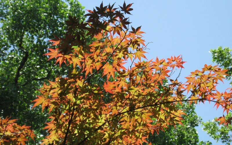 Red Maple Leaves — Serene, Autumn, Photograph, Trees
