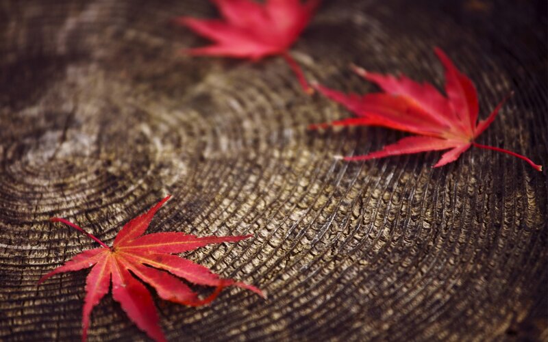 Red Maple Leaves — Serene, Autumn, Photograph, Wood Surface