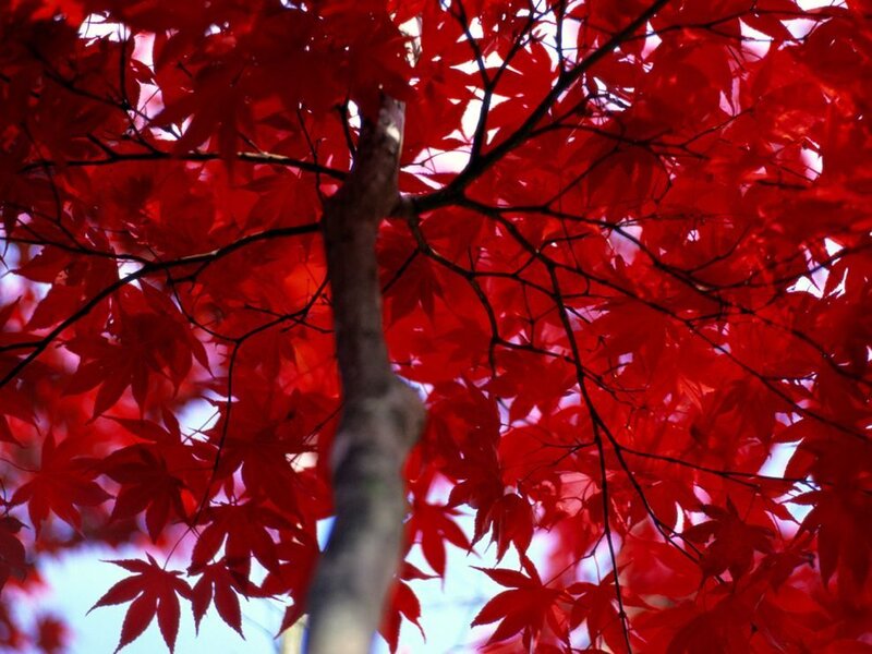 Red Maple Leaves — Serene, Autumn